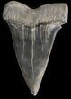 Large, Fossil Mako Shark Tooth - Georgia #39886-1